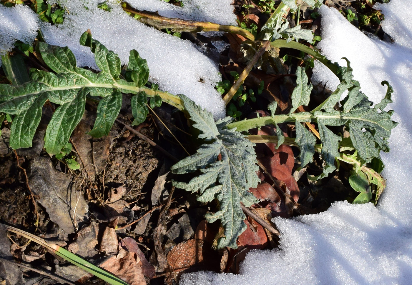 Изображение особи Cynara scolymus.