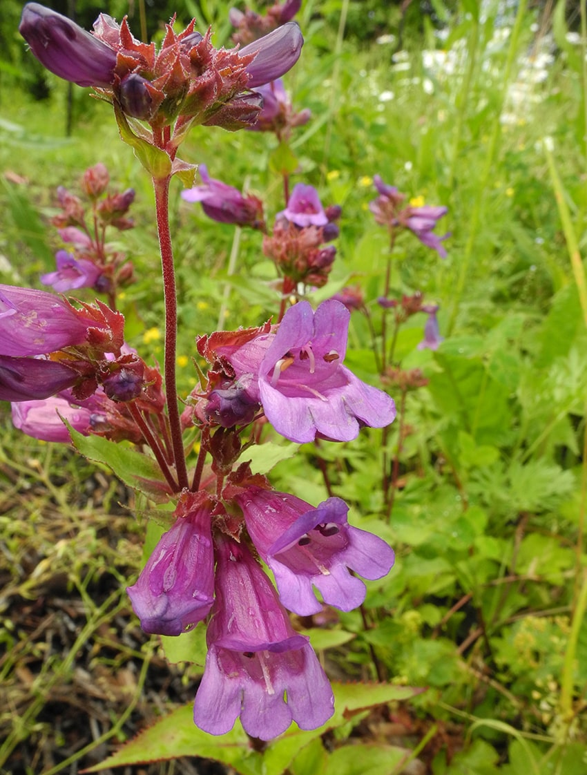 Изображение особи Penstemon serrulatus.