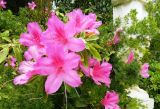 Rhododendron obtusum