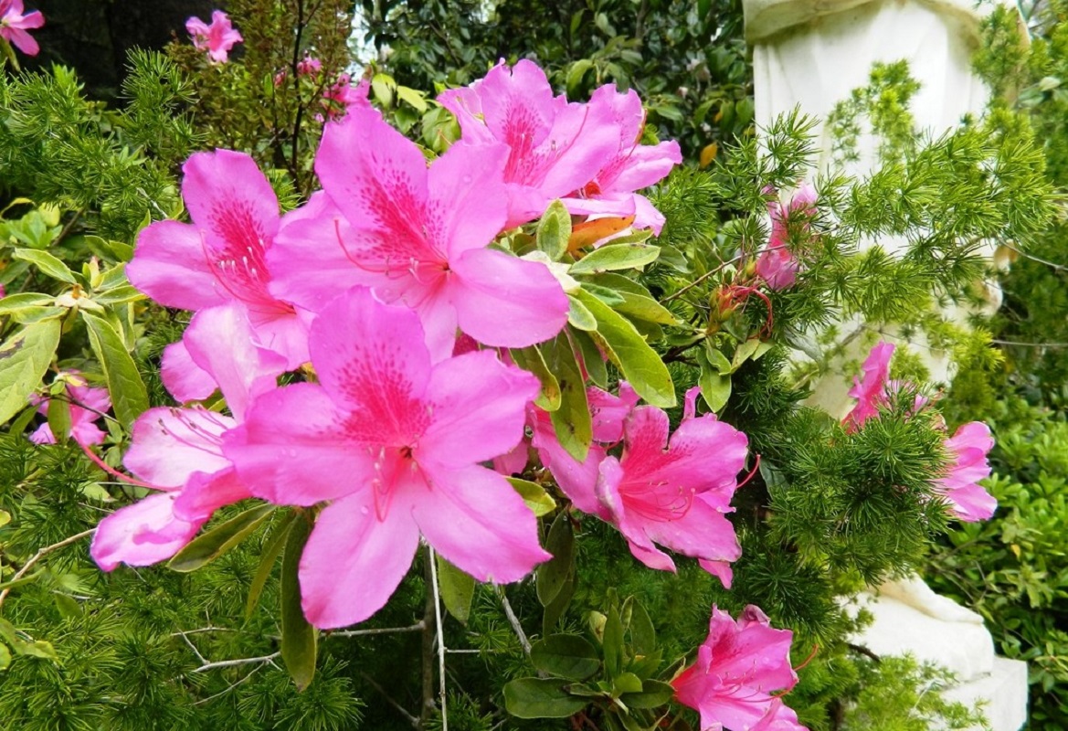 Image of Rhododendron obtusum specimen.