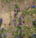 Echium vulgare. Верхушка растения с розовыми цветками. Казахстан, Восточно-Казахстанская обл., Кокпектинский р-н, 25 км в горы от с. Пантелеймоновка, луг. 17.07.2015.