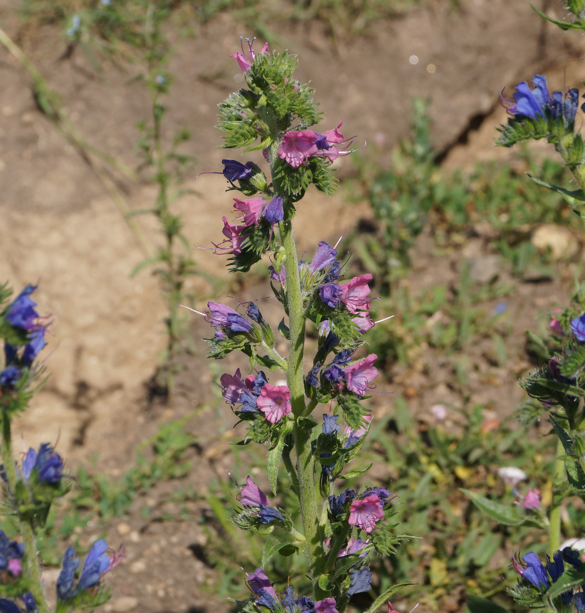 Изображение особи Echium vulgare.