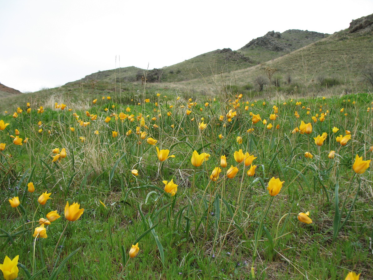 Image of Tulipa ostrowskiana specimen.