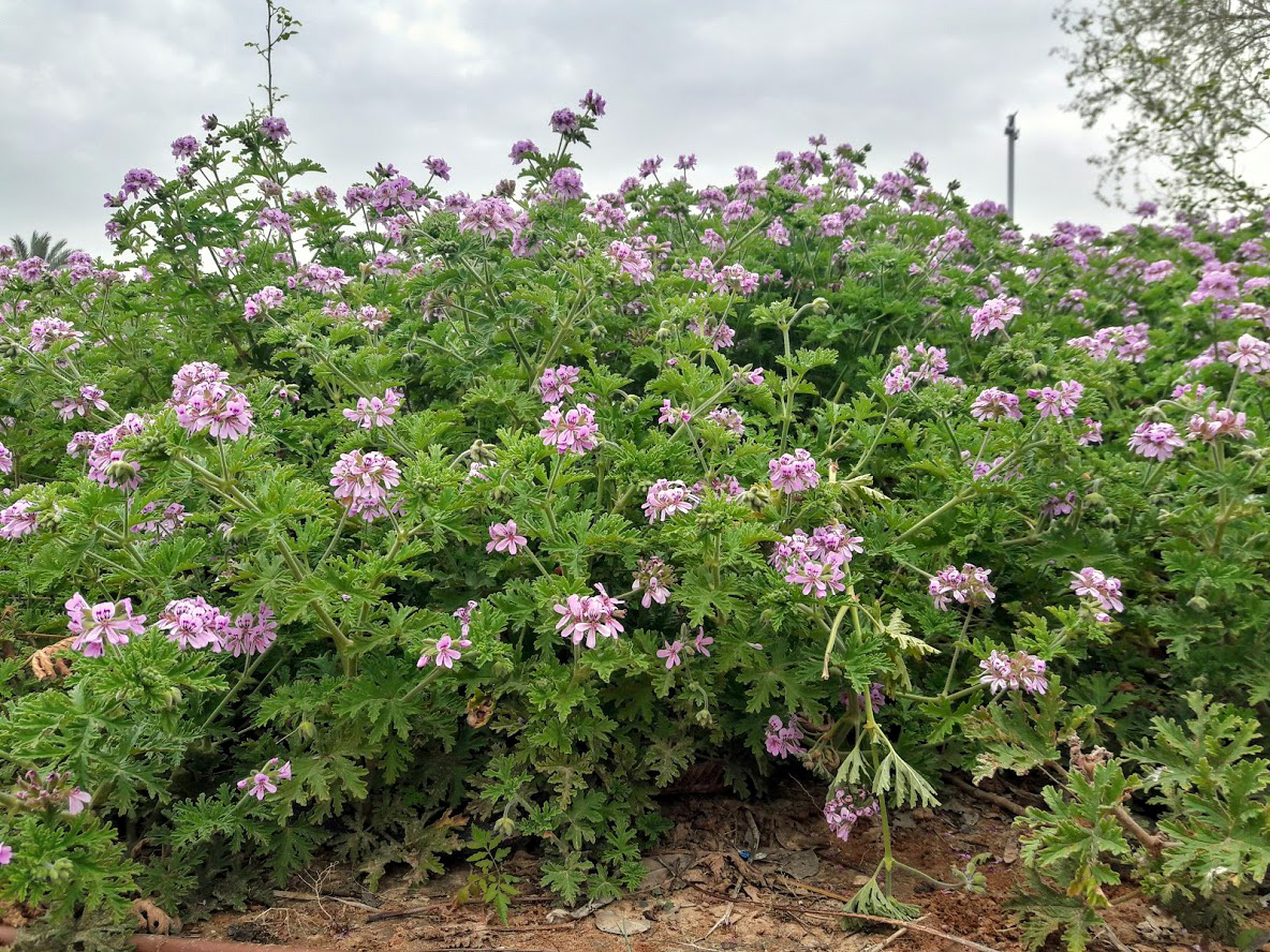 Изображение особи Pelargonium graveolens.