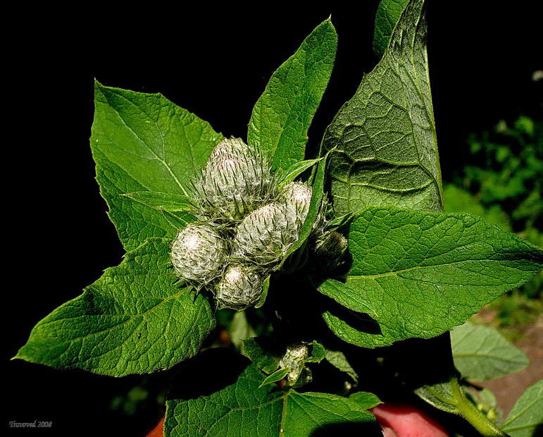 Image of Arctium tomentosum specimen.