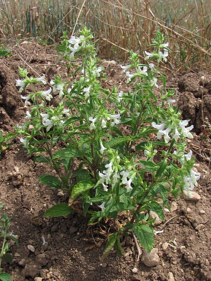 Изображение особи Stachys annua.