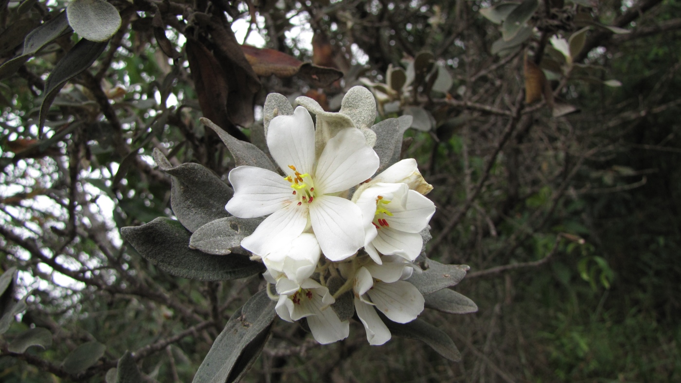 Image of Trembleya laniflora specimen.