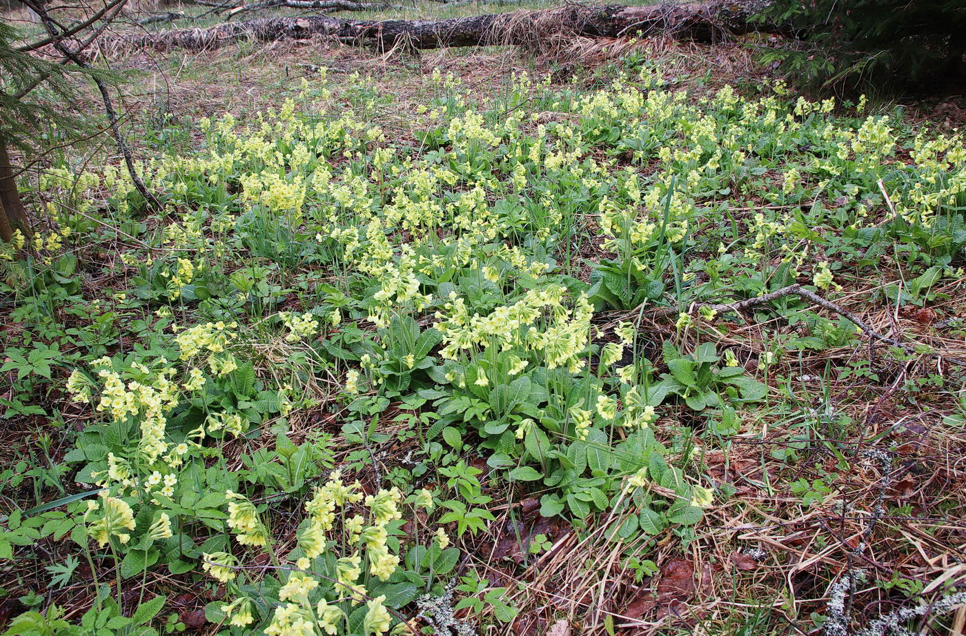 Image of Primula elatior specimen.