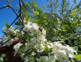 Crataegus submollis