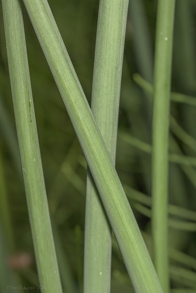 Image of Schoenoplectus lacustris specimen.