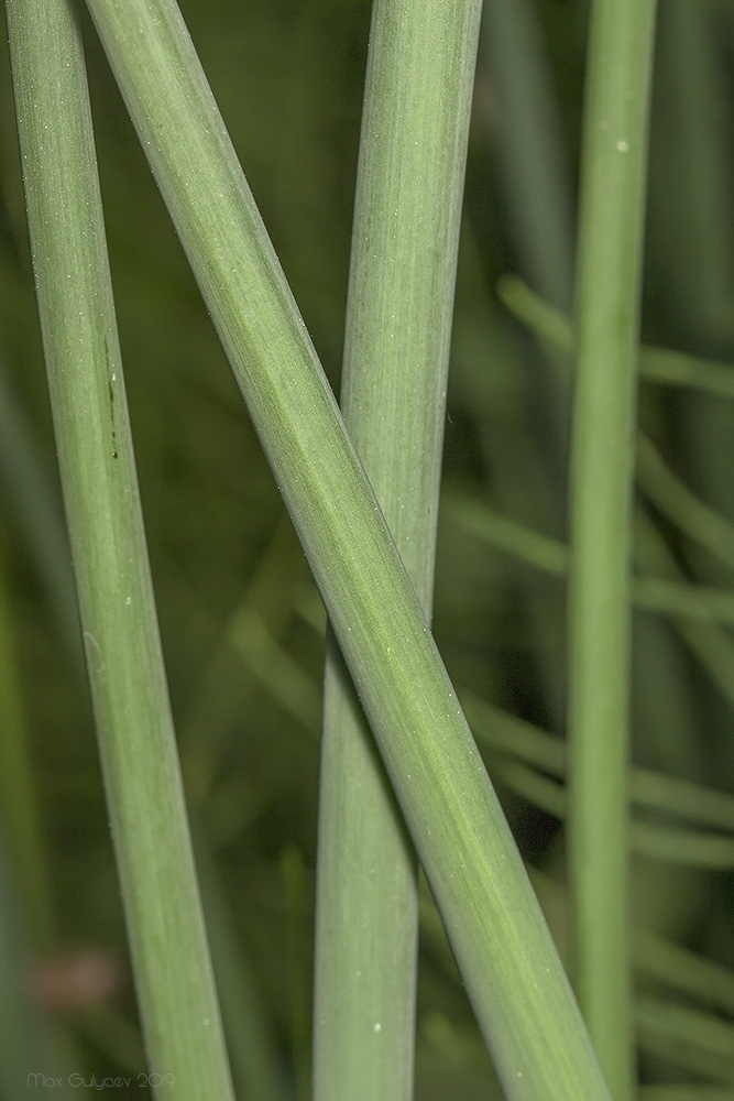 Image of Schoenoplectus lacustris specimen.