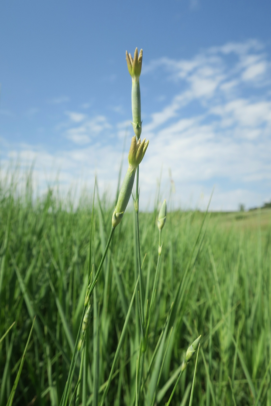 Изображение особи Dianthus elongatus.