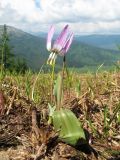 Erythronium sibiricum. Цветущее растение. Казахстан, Восточно-Казахстанская обл., Западно-Алтайский заповедник; Западный Алтай, хр. Линейский, окр. пер. Линейский, ≈ 1850 м н.у.м., оттаявший пригребневой участок склона сев. экспозиции под теневым прикрытием кедрача. 30 июня 2019 г.