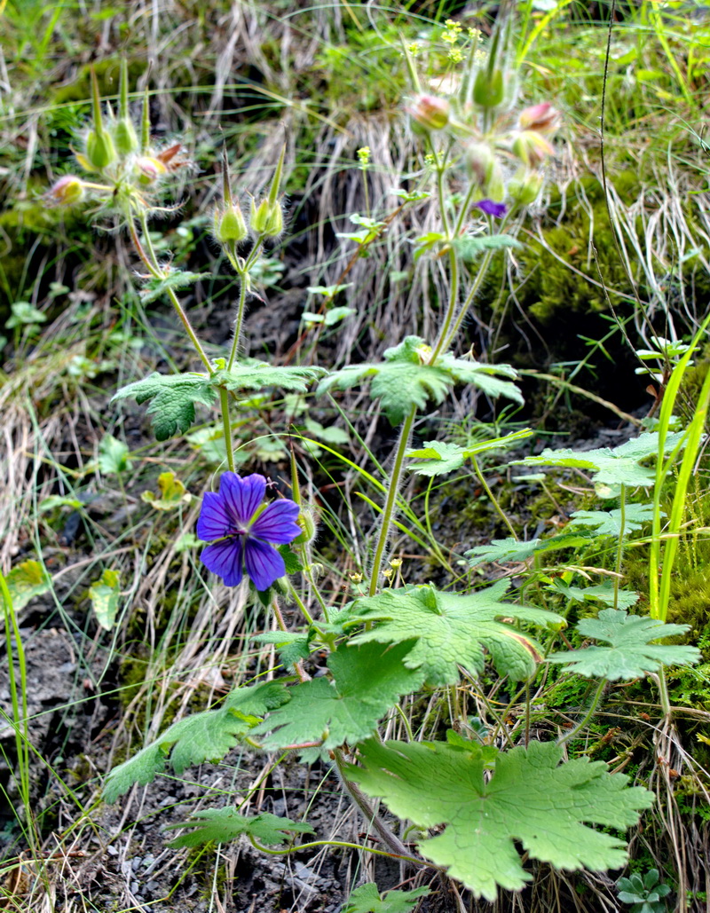 Изображение особи род Geranium.