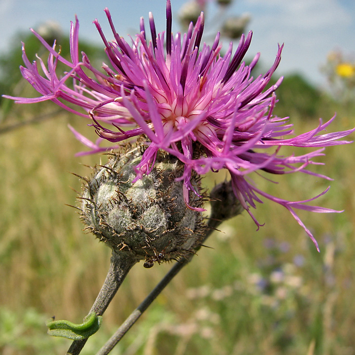 Image of Centaurea apiculata specimen.