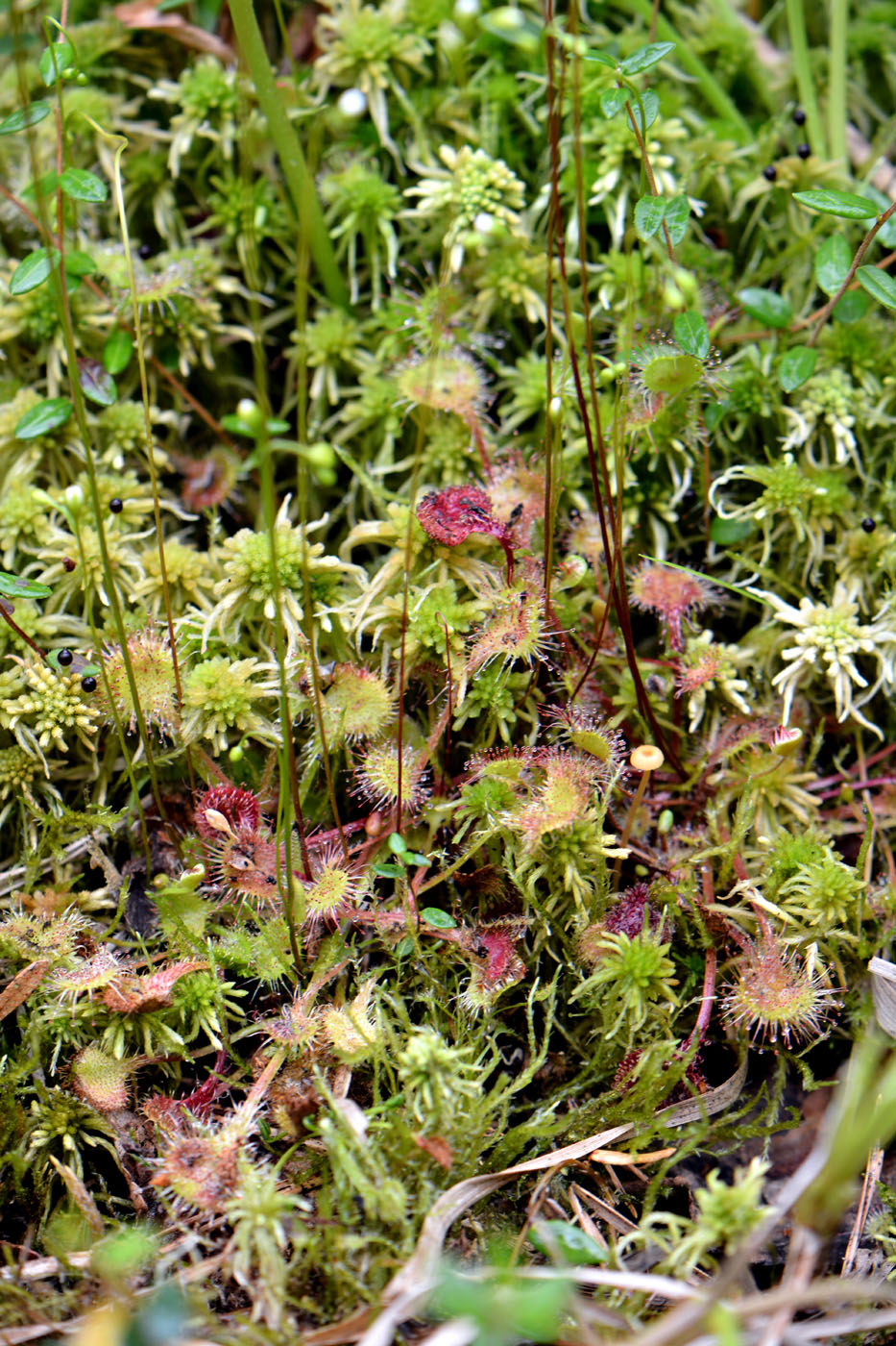 Image of Drosera rotundifolia specimen.