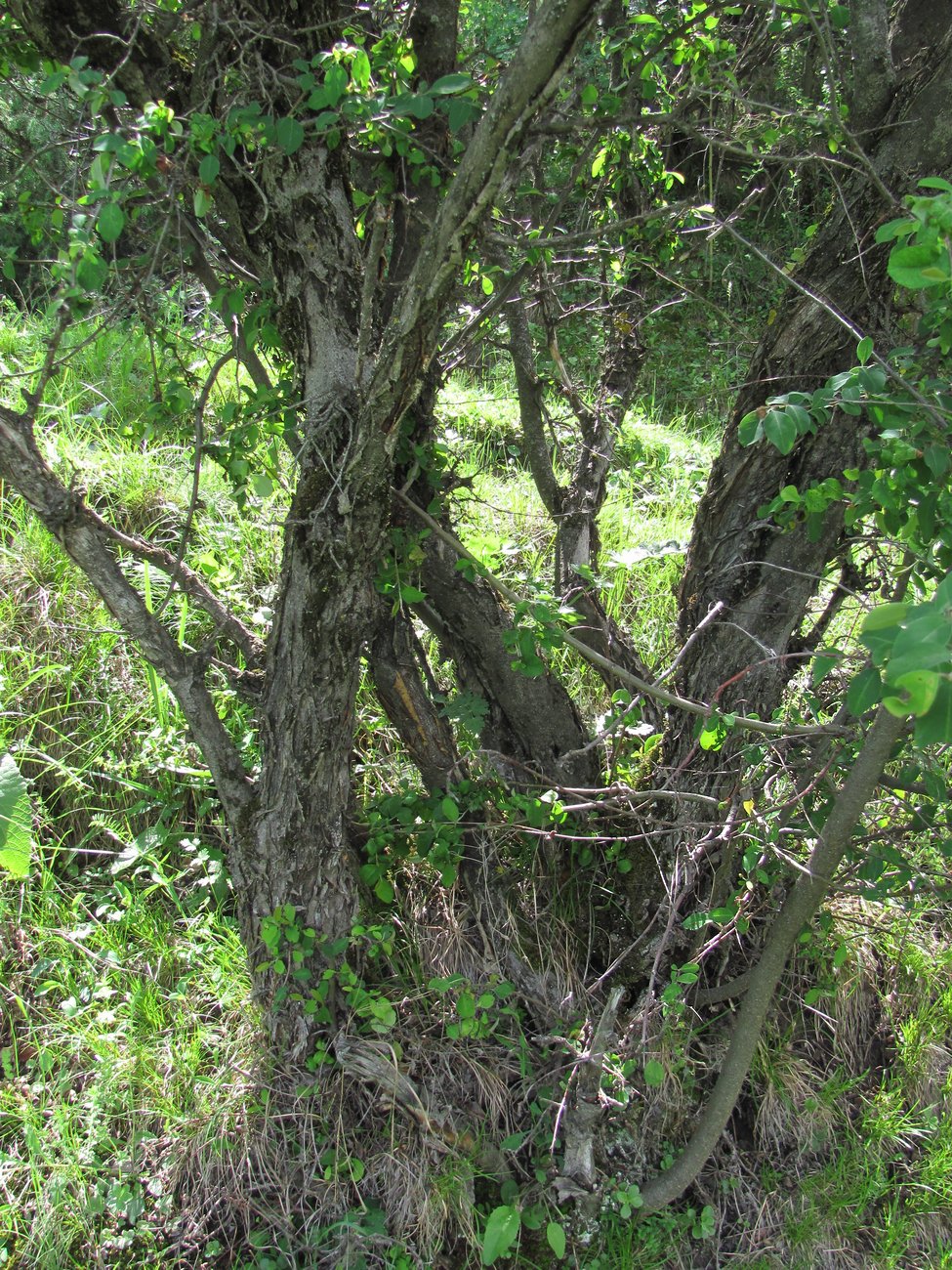 Image of Cotoneaster meyeri specimen.