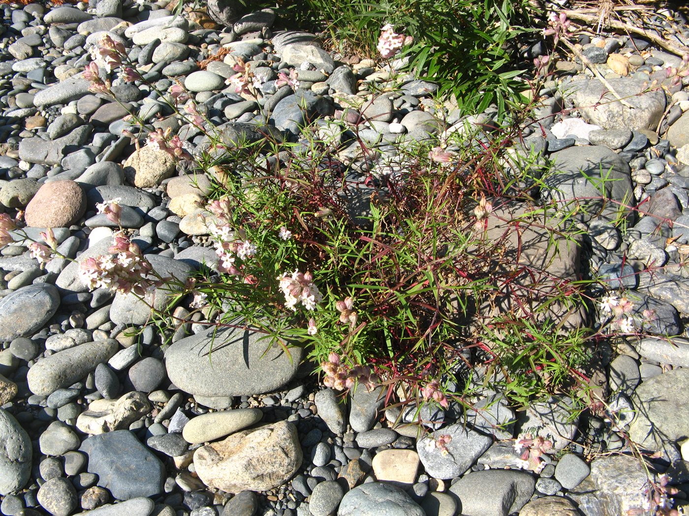 Image of Silene amoena specimen.