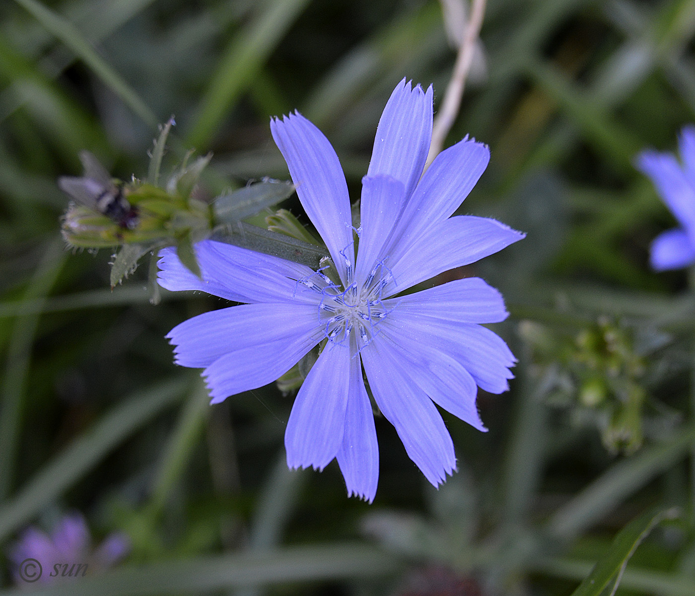 Image of Cichorium intybus specimen.