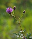 Serratula coronata