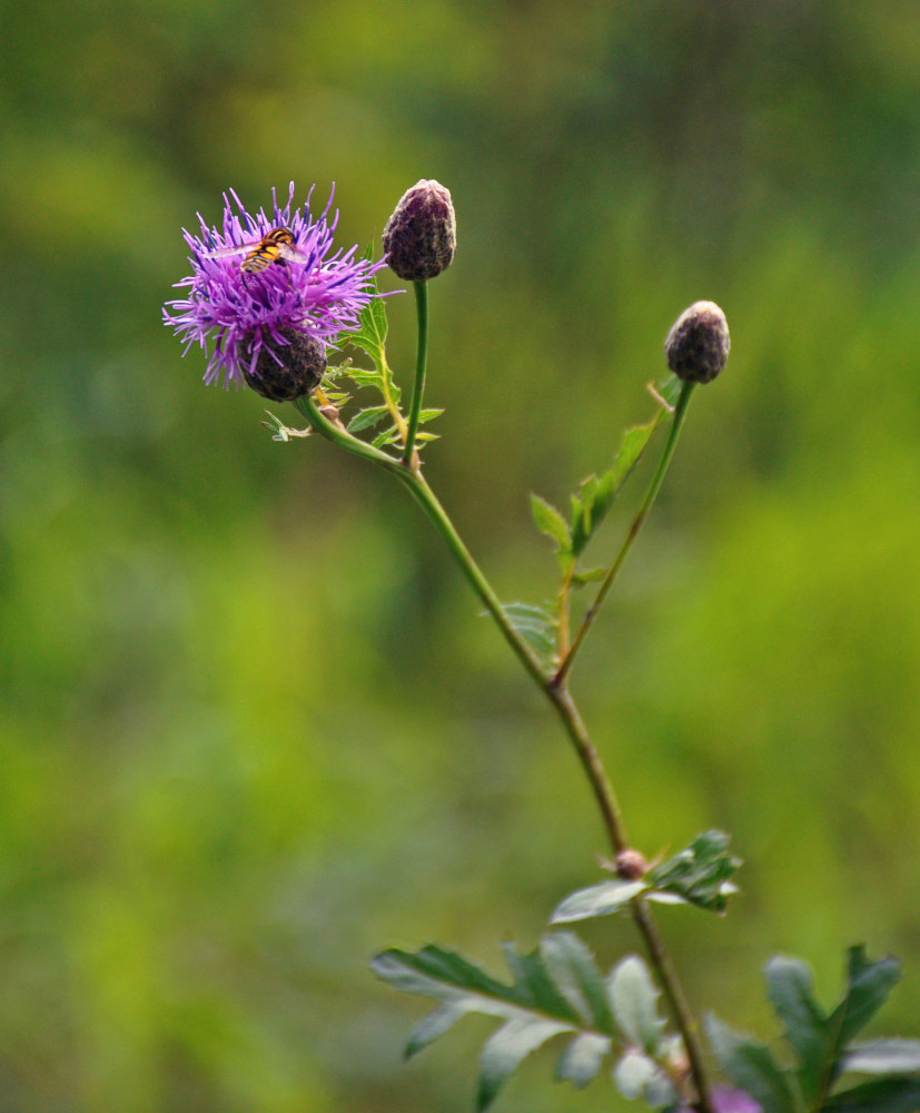 Изображение особи Serratula coronata.