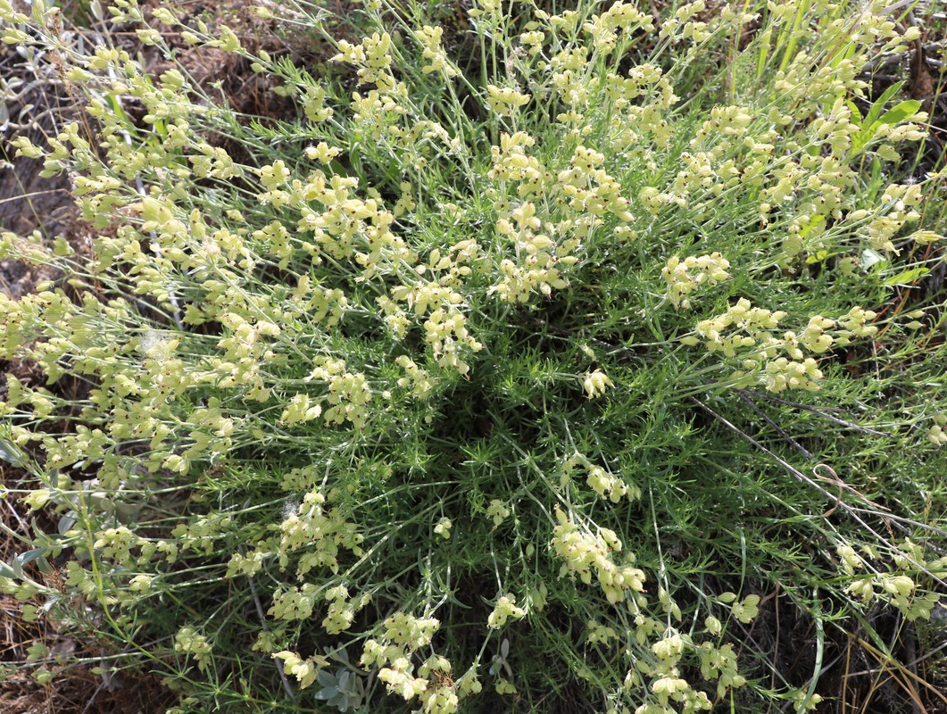 Изображение особи Silene spergulifolia.