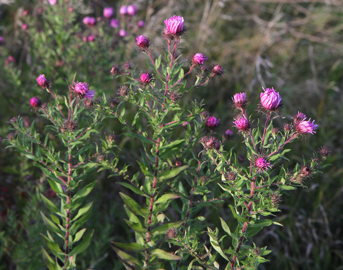 Image of Symphyotrichum novae-angliae specimen.