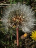 Crepis rhoeadifolia
