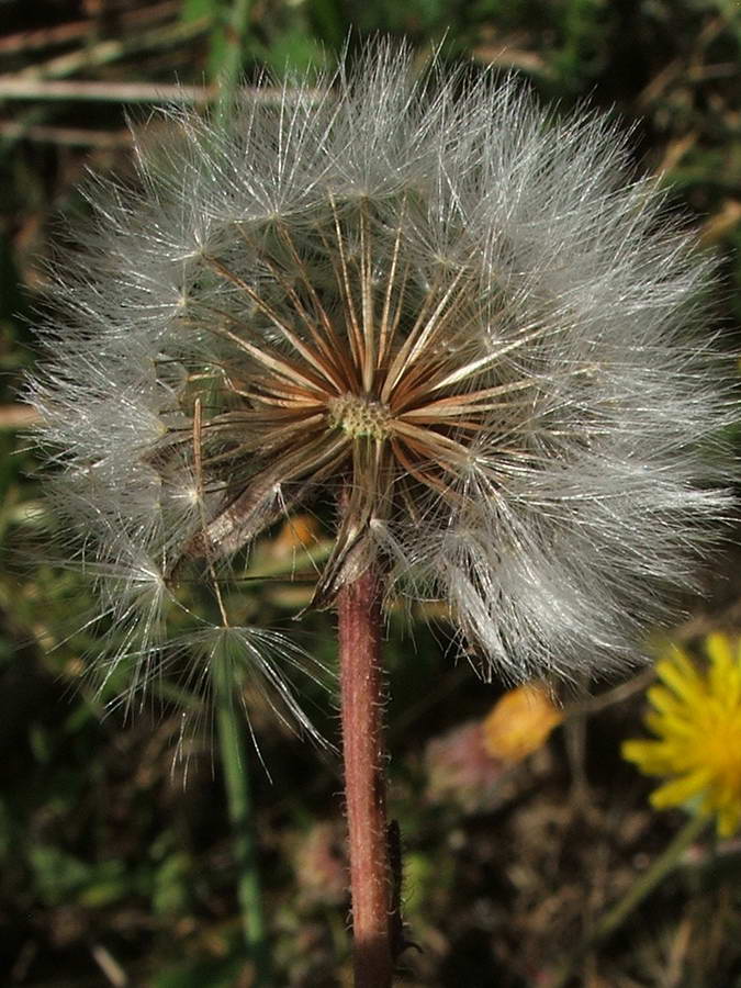 Изображение особи Crepis rhoeadifolia.