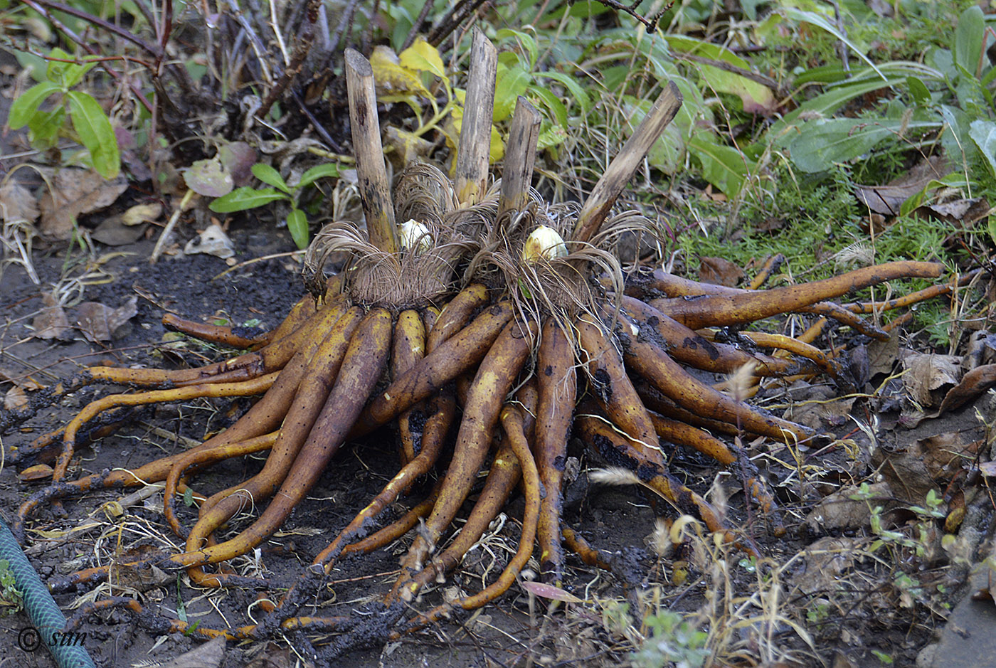 Изображение особи Eremurus robustus.