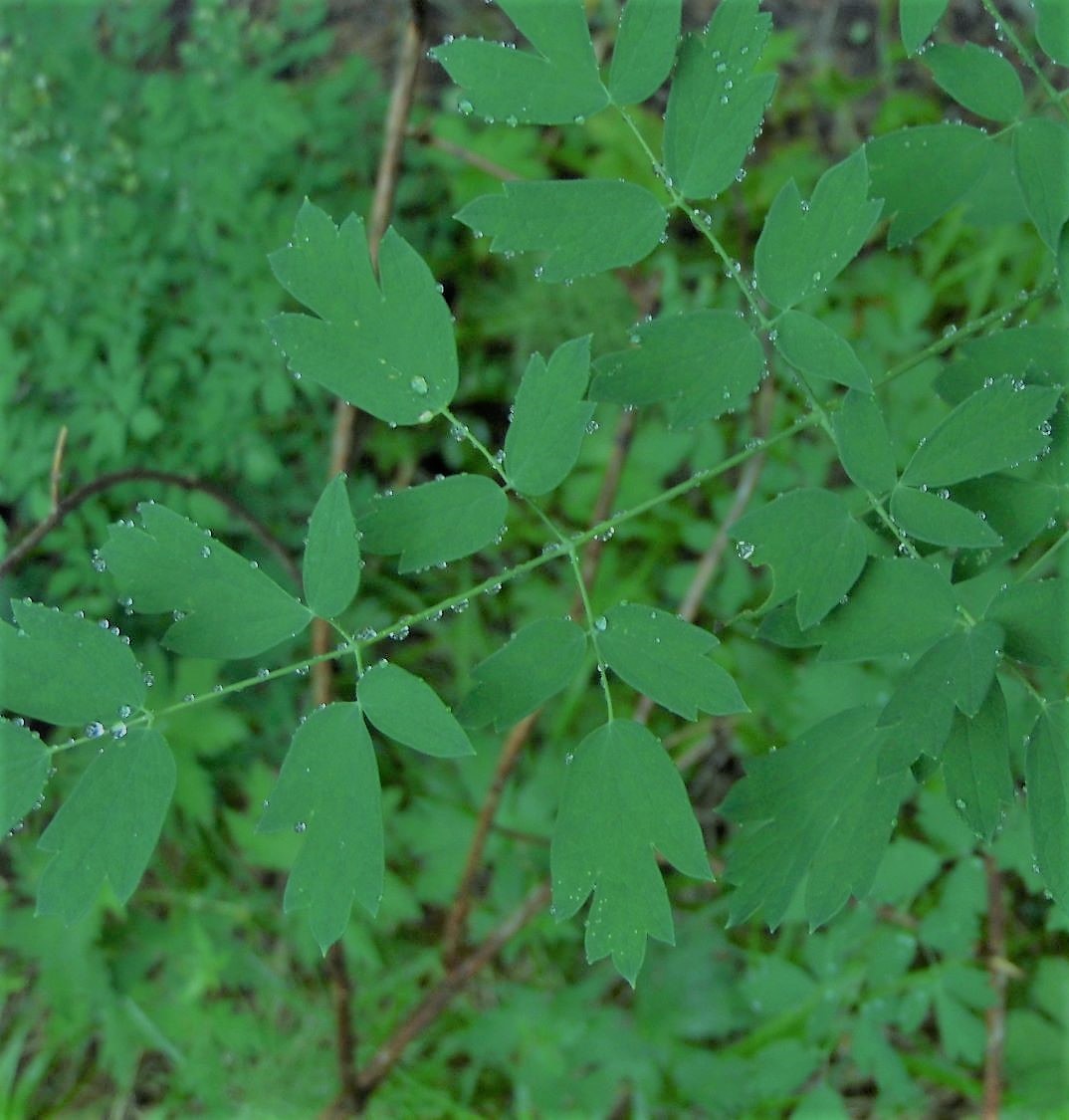 Image of Thalictrum pavlovii specimen.