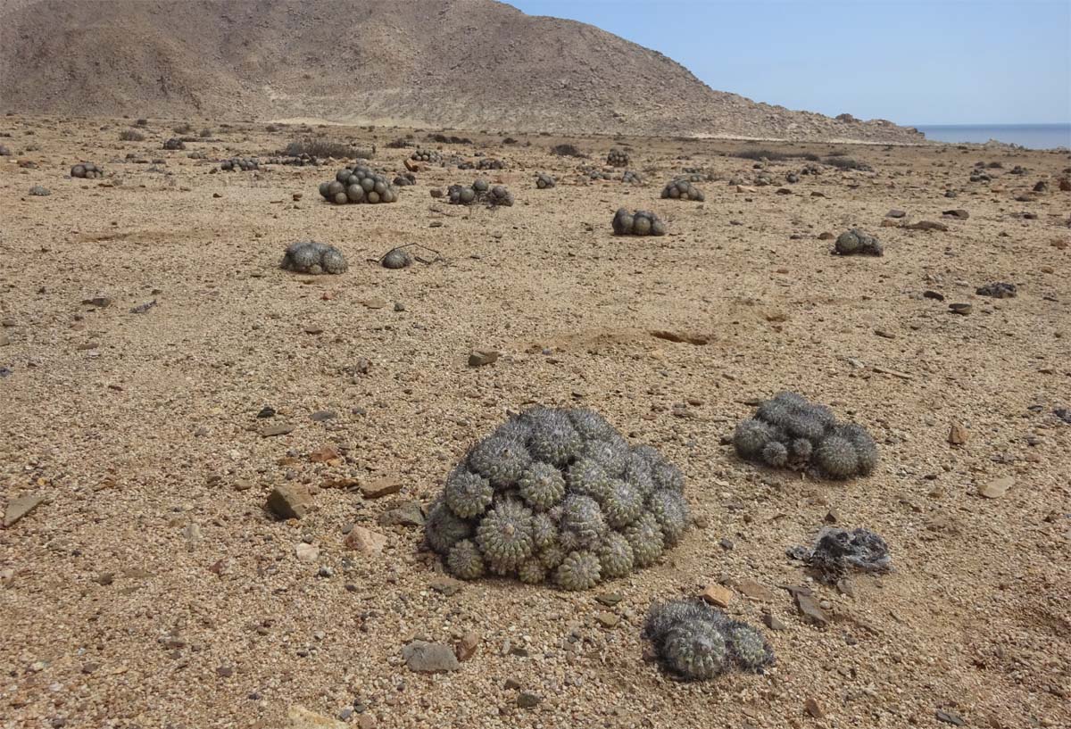 Image of Copiapoa cinerascens specimen.