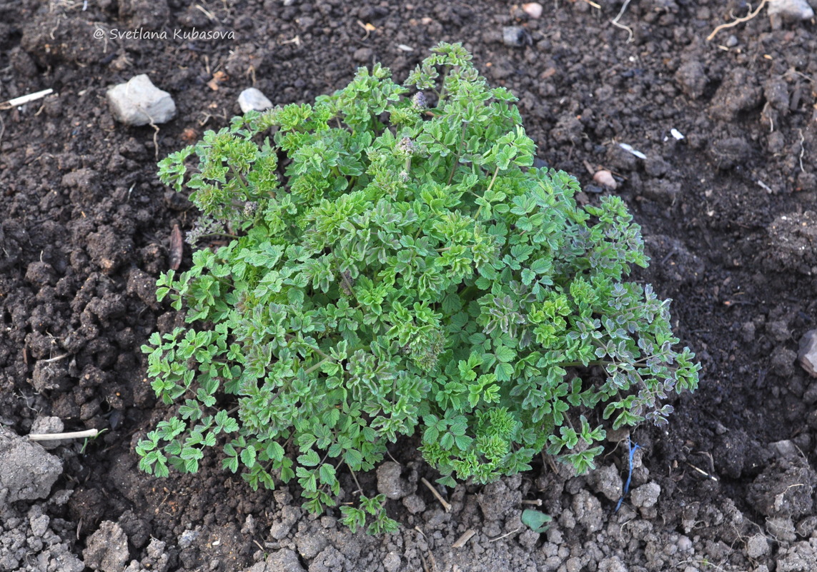 Image of Thalictrum foetidum specimen.