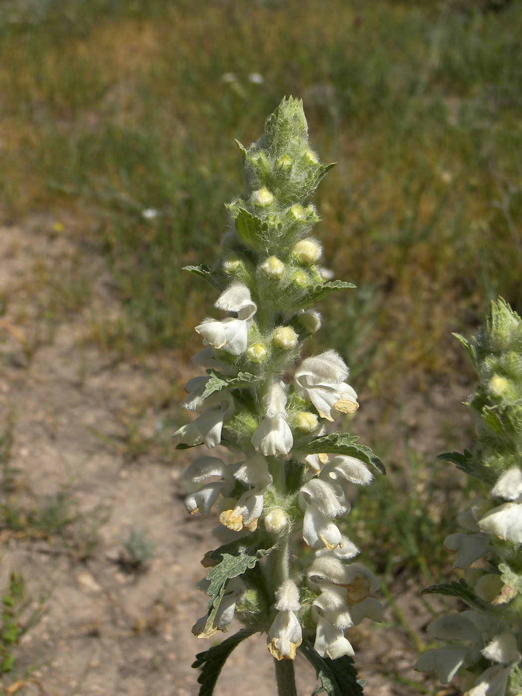 Image of Phlomoides laciniata specimen.