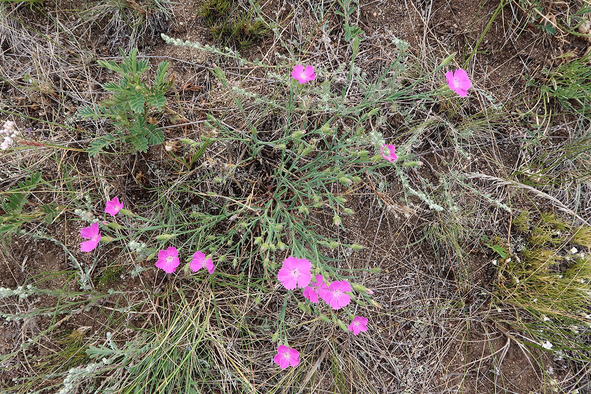 Изображение особи Dianthus versicolor.