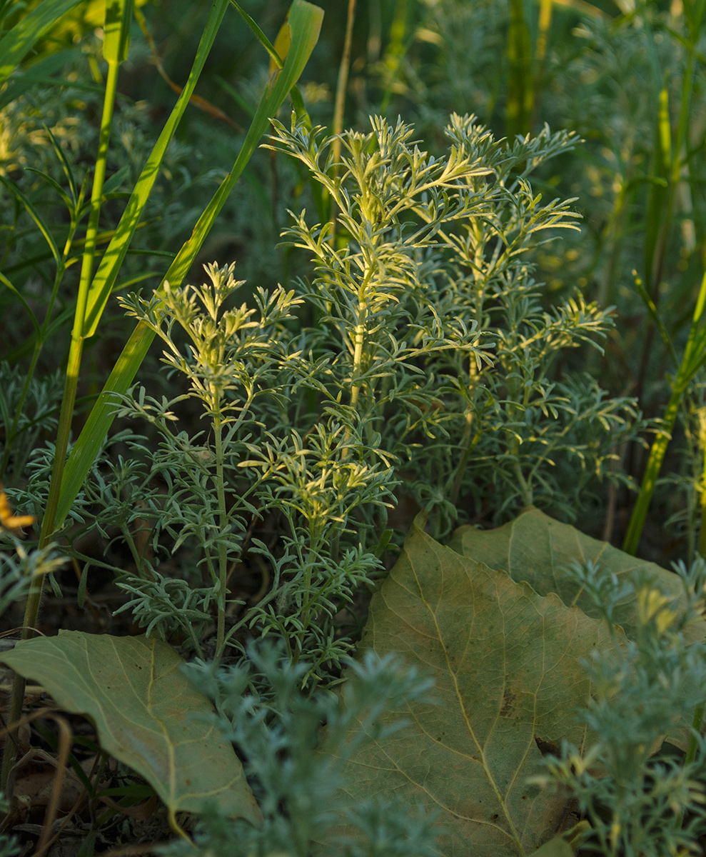 Image of genus Artemisia specimen.