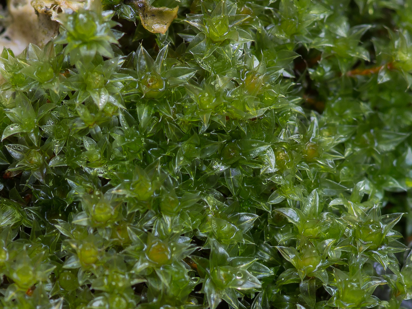 Image of genus Bryum specimen.