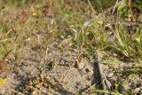 Cerastium holosteoides. Плодоносящее растение. Беларусь, Витебская обл., дер. Сурмино, лужок близ песчаного берега озера. 18.08.2019.