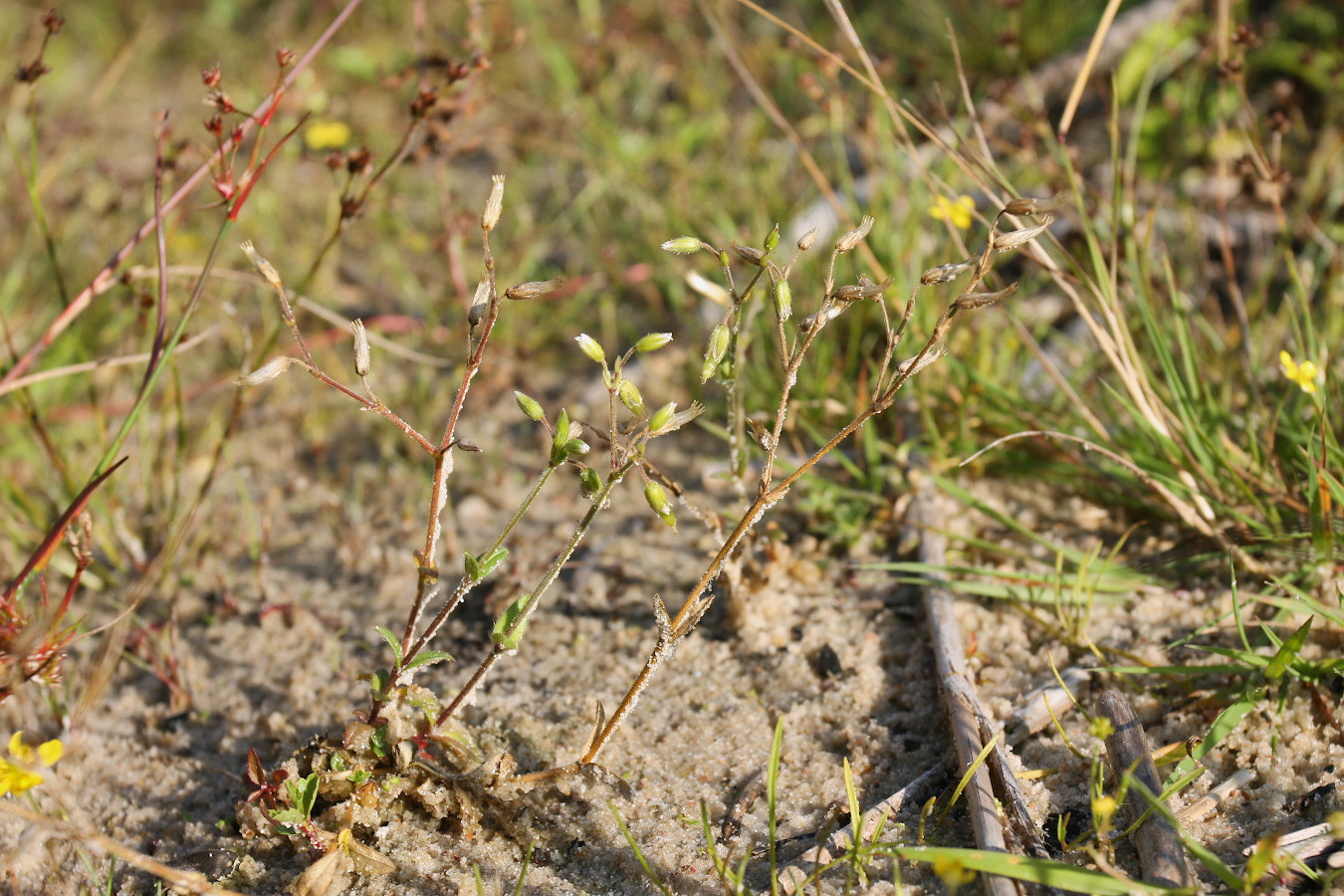 Image of Cerastium holosteoides specimen.