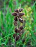 Xanthium orientale. Верхушка побега с прошлогодними соплодиями. Астраханская обл., Харабалинский р-н, берег р. Ашулук, у воды. 30.04.2019.