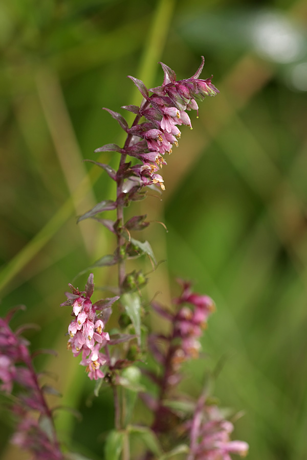 Изображение особи Odontites vulgaris.