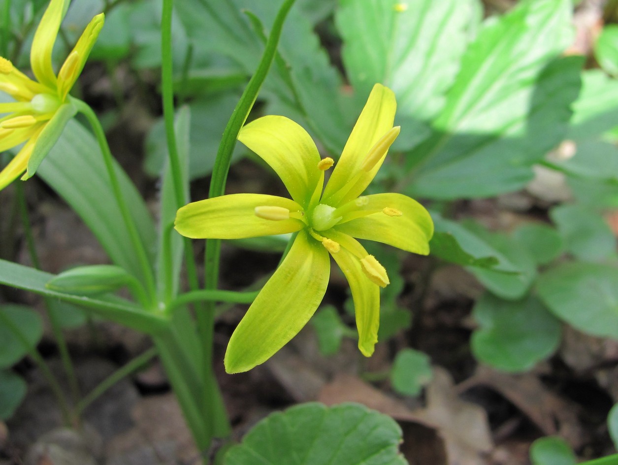 Изображение особи Gagea lutea.