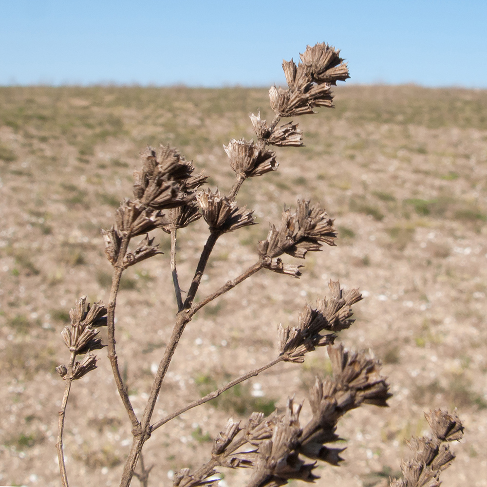 Image of genus Marrubium specimen.