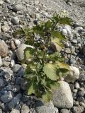 Solanum nigrum