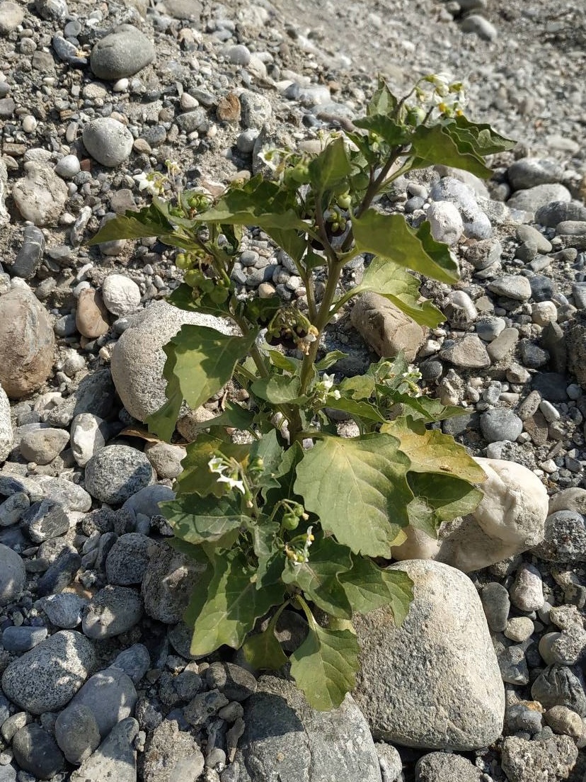 Изображение особи Solanum nigrum.