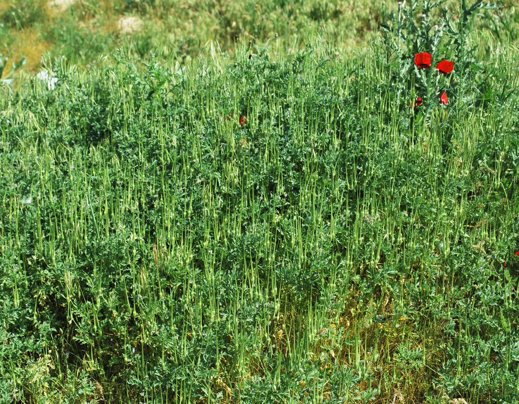 Изображение особи Erodium ciconium.