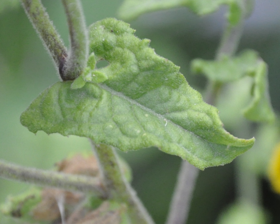 Image of Pulicaria dysenterica specimen.