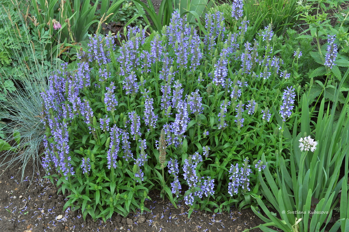 Image of Nepeta nervosa specimen.