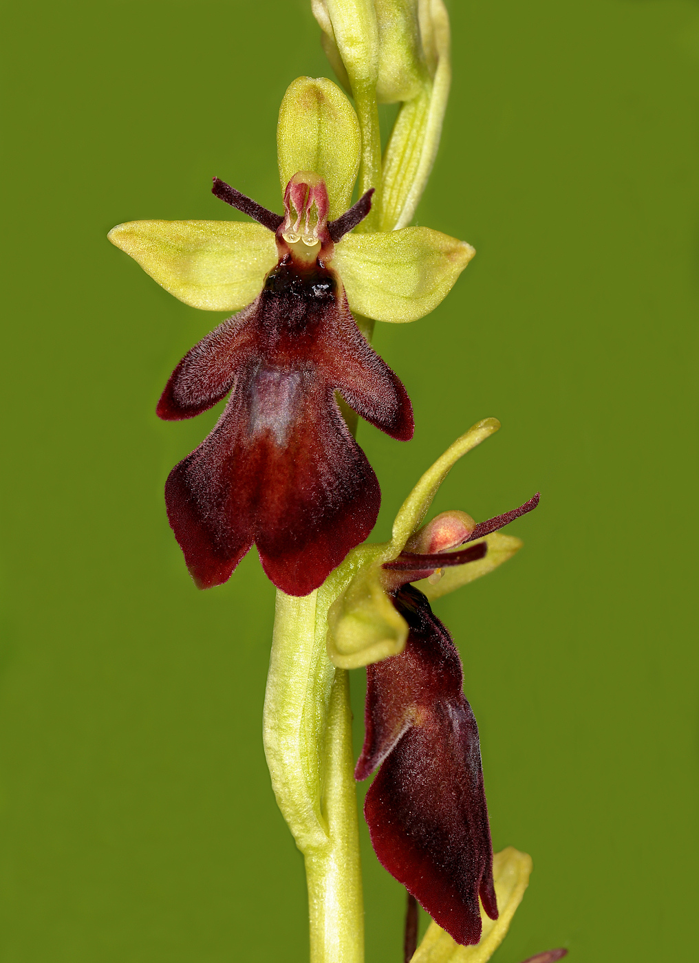 Image of Ophrys insectifera specimen.