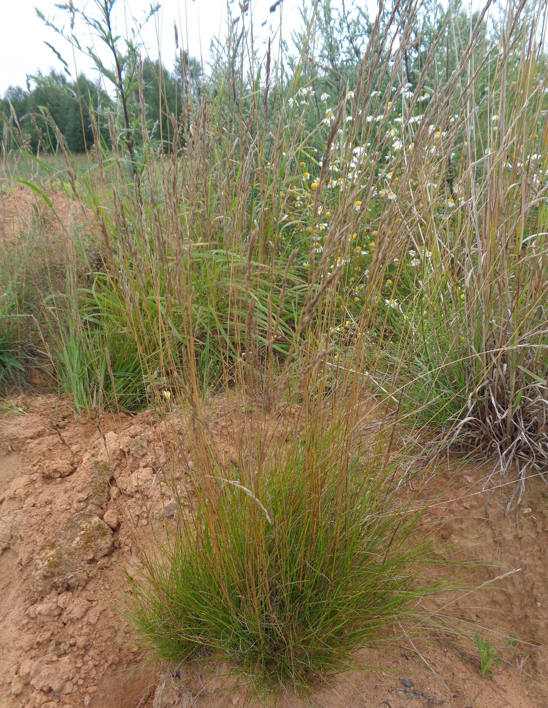 Image of genus Festuca specimen.